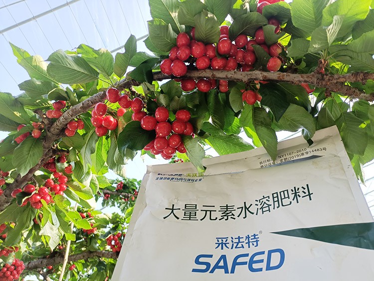 大櫻桃水溶肥廠家哪家好？這樣的才更可靠！