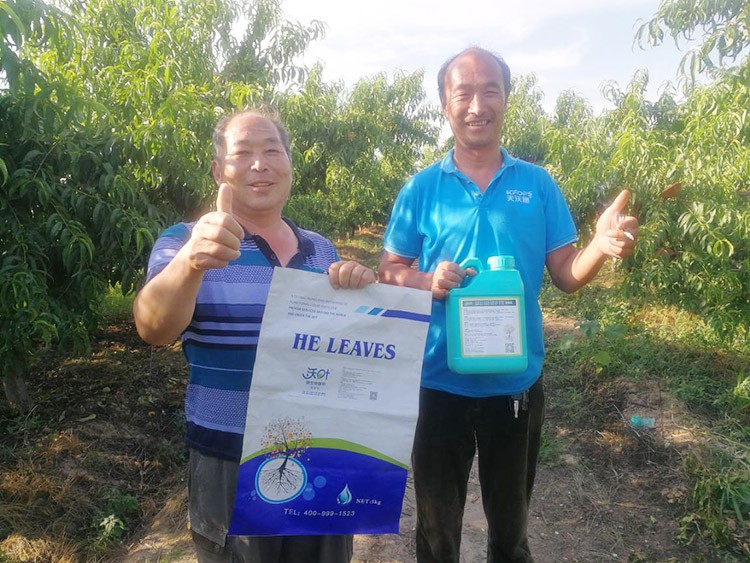 桃樹根腐不可怕，怕的是不用水溶肥治療！