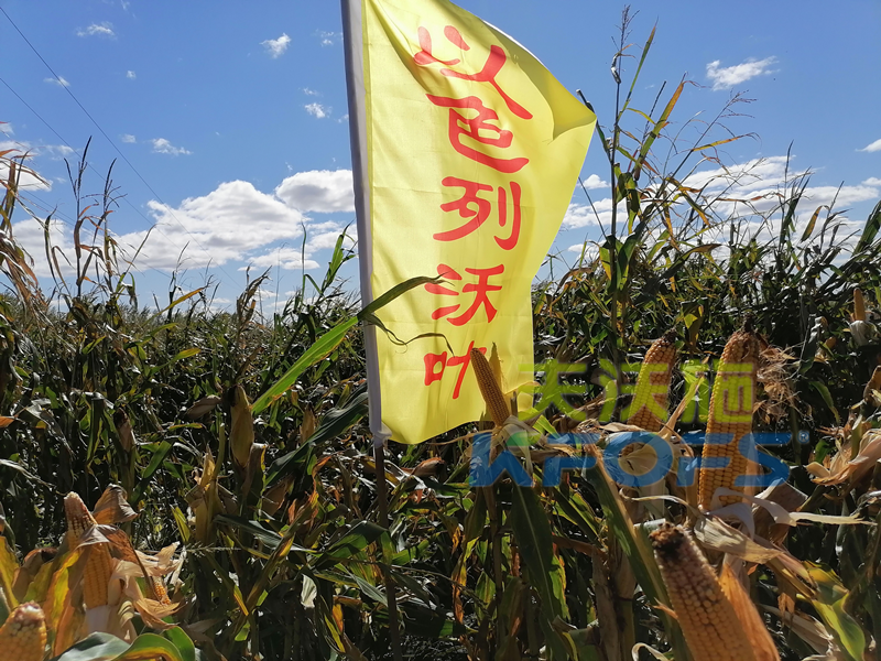 玉米打什么葉面肥增產(chǎn)？解你所惑！