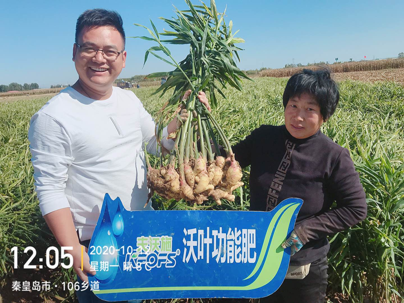 微生物菌劑為何要在大姜上全程使用？
