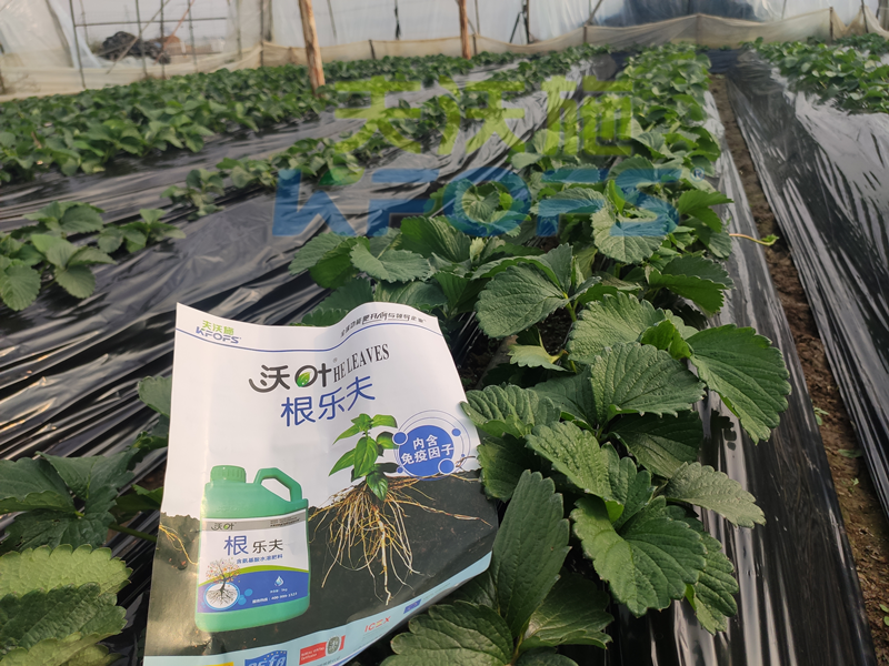 草莓結(jié)果的時(shí)候要施什么肥？別再用錯(cuò)了！