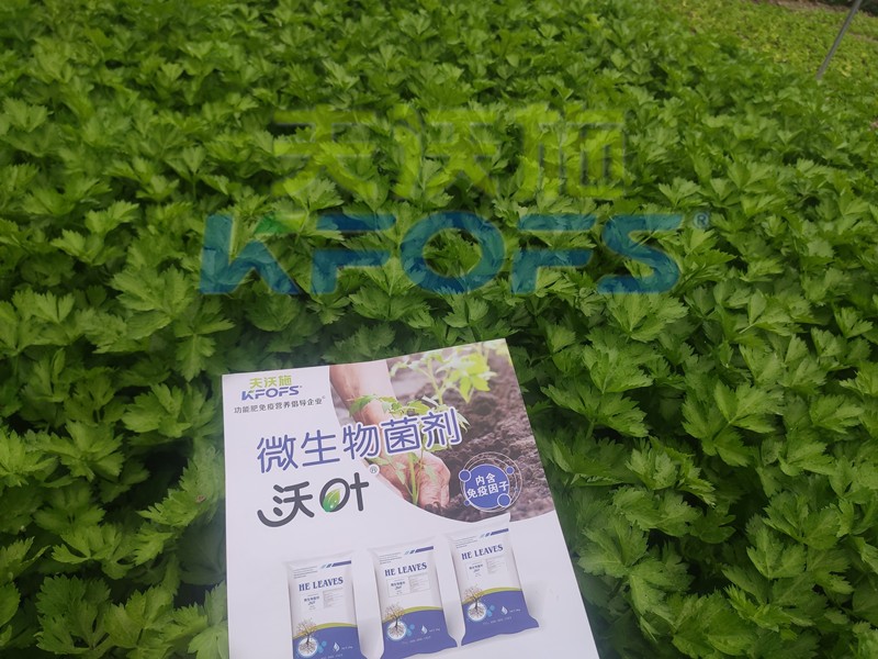 芹菜用什么肥料長的快？菜農(nóng)推薦這款！
