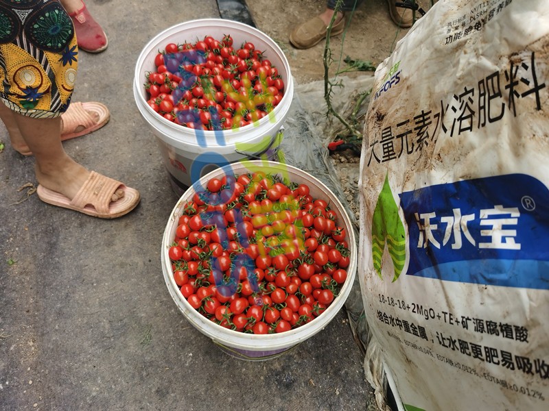 這款大量元素水溶肥，看完為何都很心動？