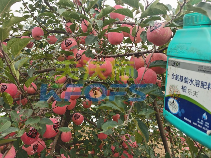 不要只關(guān)注水溶肥一袋多少錢，還有更重要的！