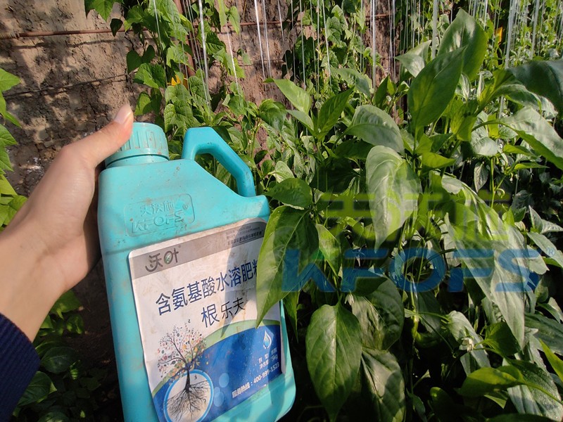 生根水溶肥哪種的好？