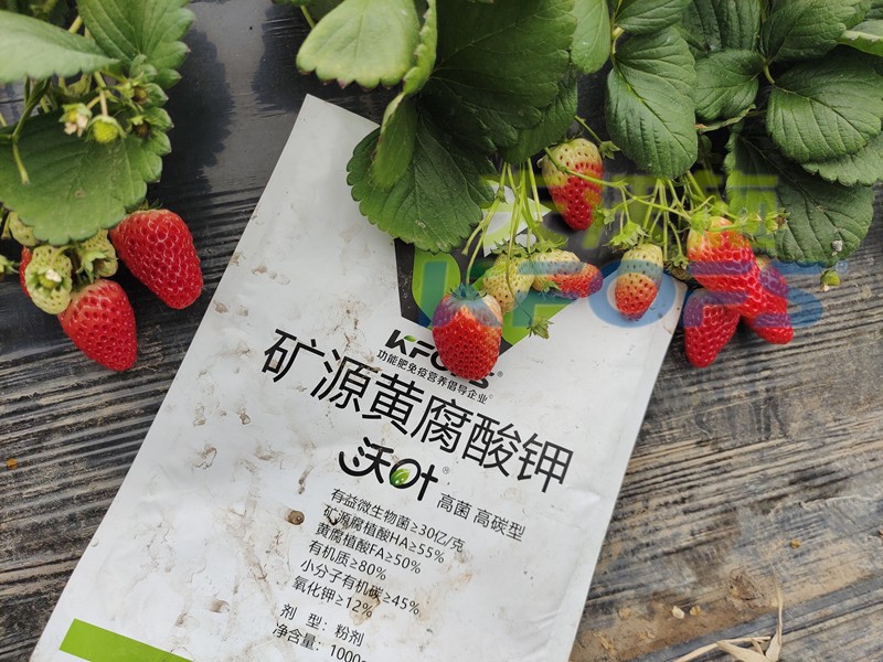 水溶肥廠家，為什么種植戶都信賴夫沃施？