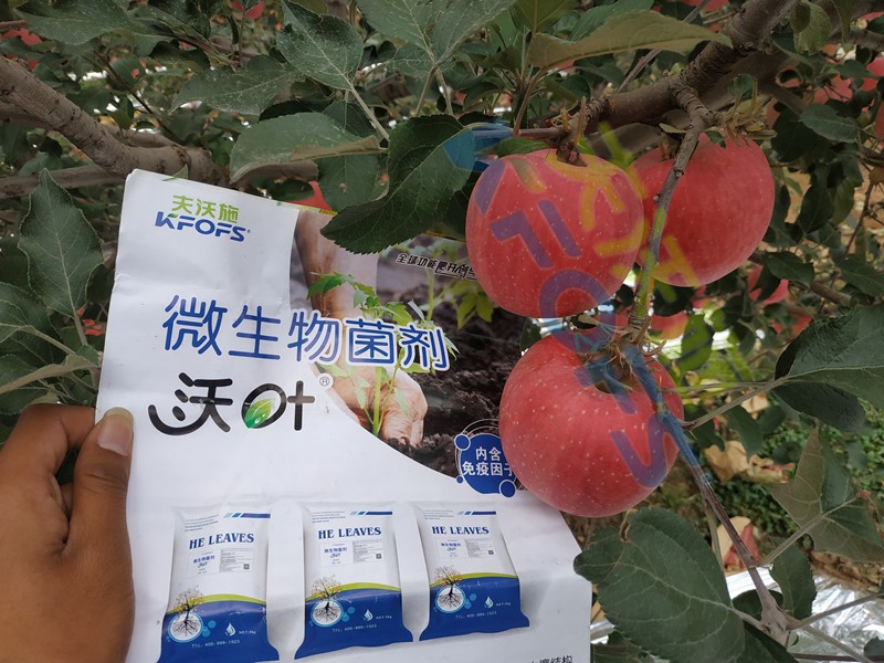 微生物菌劑，作物豐收的關(guān)鍵所在！
