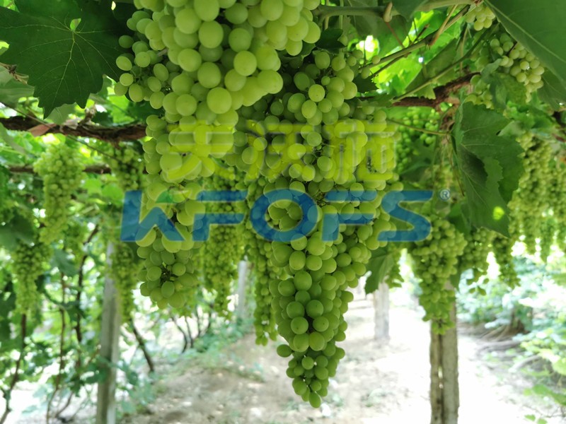 磷酸二氫鉀什么牌子是正宗的？