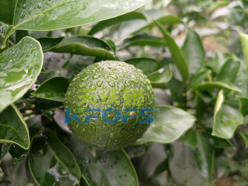 氨基酸葉面肥，你還不知道這個(gè)牌子嗎？