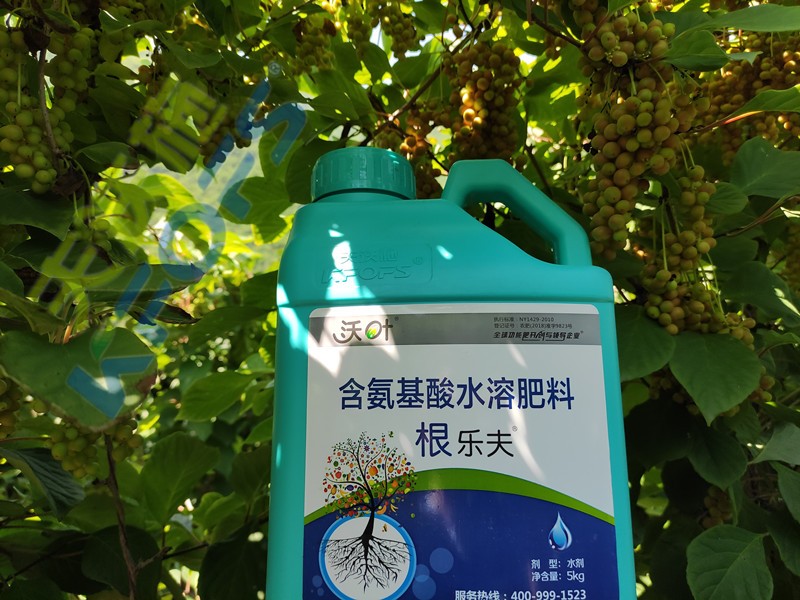 沃葉水溶肥效果怎么樣？一起來驗證！