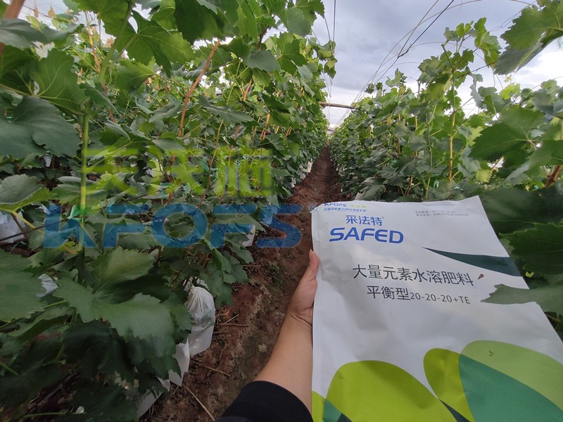 如何選擇靠譜的水溶肥廠家？很重要！