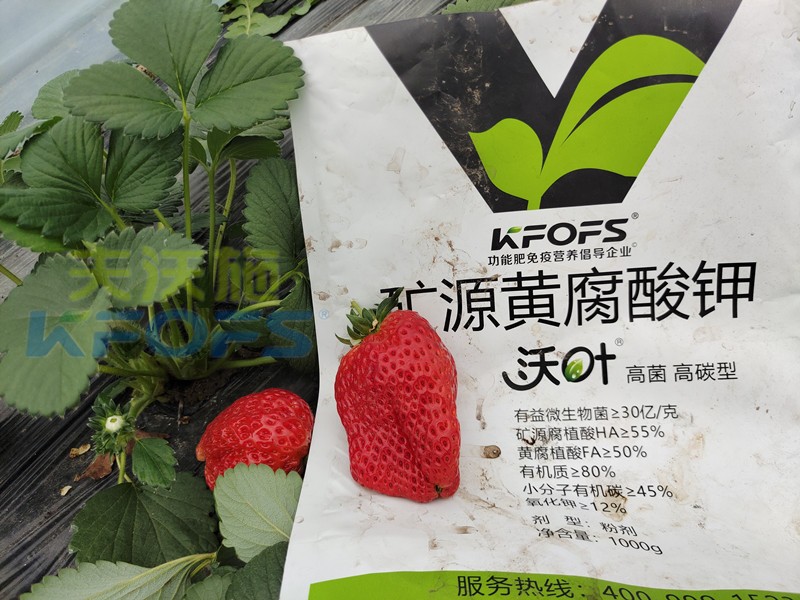 礦源黃腐酸鉀應(yīng)該怎么用？對于什么土地有效？