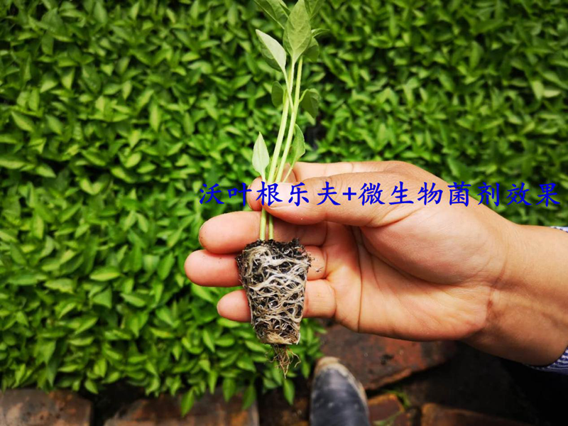 生根劑的正確的使用方法，看這篇就夠了！