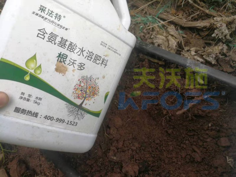 如何選擇一款好的生根劑？