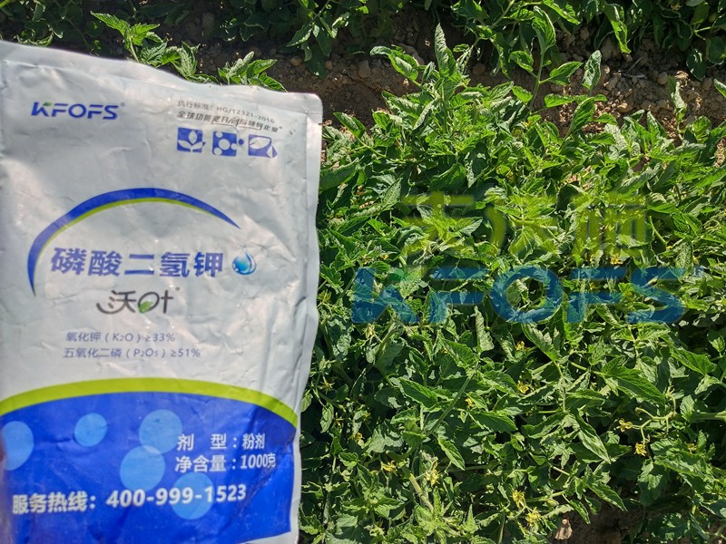 番茄控旺用磷酸二氫鉀效果好嗎？