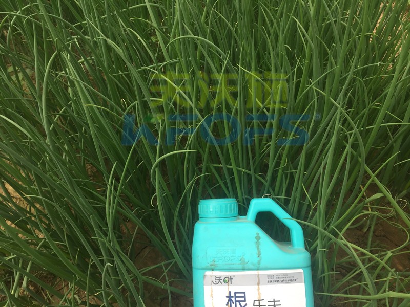 大蔥用什么水溶肥長得高？