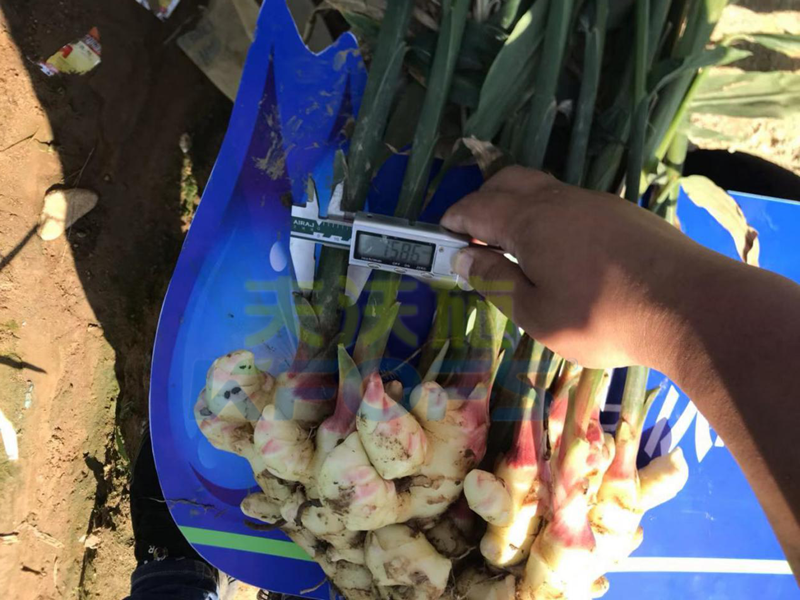 生根劑有毒有害嗎？哪個(gè)牌子好？