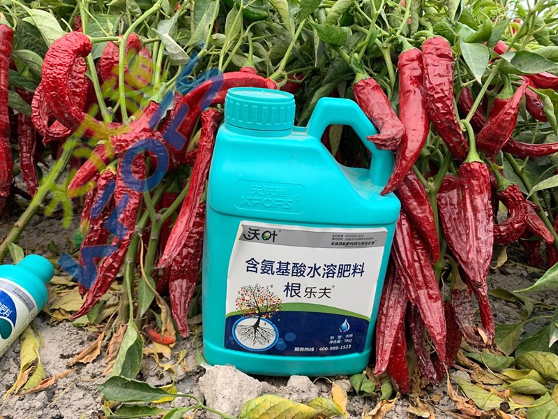 辣椒施肥選沃葉，增產(chǎn)提質(zhì)賣價高！