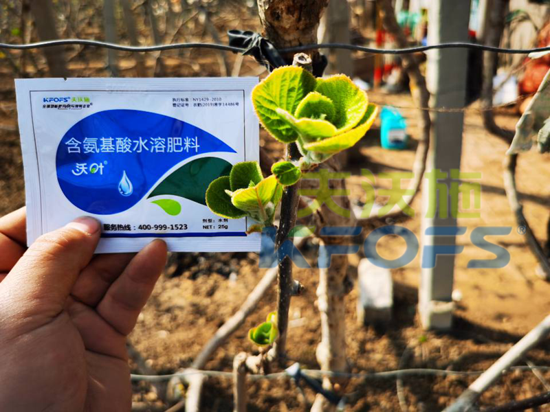 獼猴桃冬季施什么肥料,抵抗性強？