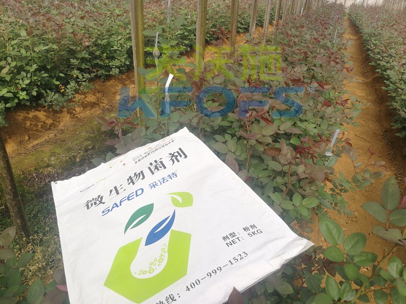 玫瑰水溶肥哪家好？問問基地老板就知道