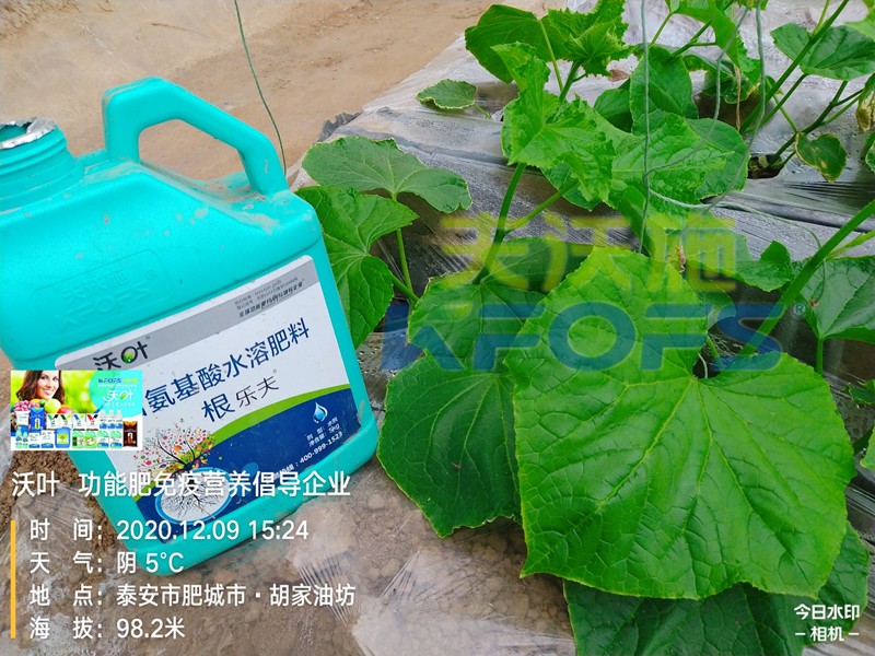 黃瓜生根肥用什么好？