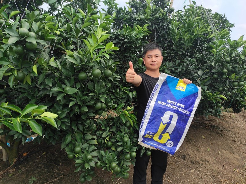 臍橙果期怎樣用顆粒水溶肥效果好？