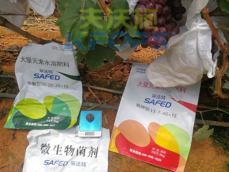 水溶肥這樣用，葡萄提前上市產(chǎn)量高！