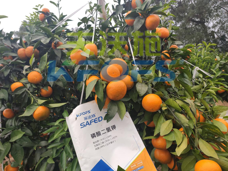 磷酸二氫鉀-沃柑用采法特磷酸二氫鉀效果1.png