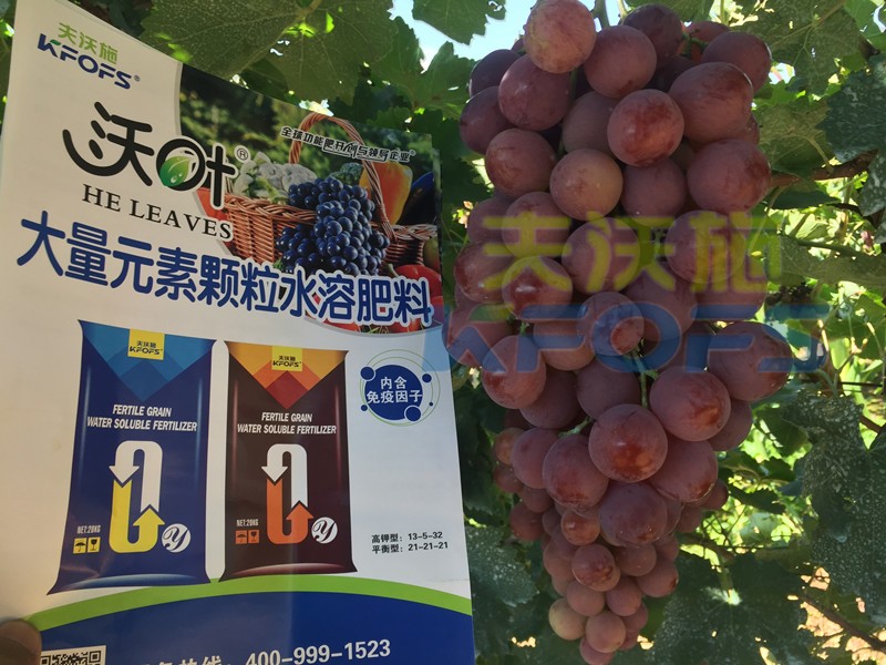顆粒水溶肥-葡萄用沃葉顆粒水溶肥效果.jpg