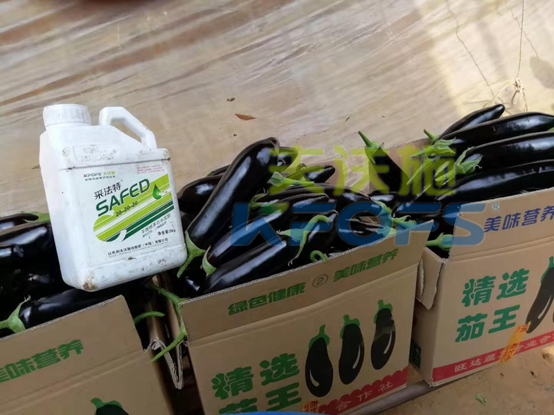 水溶肥這樣用，茄子有光澤