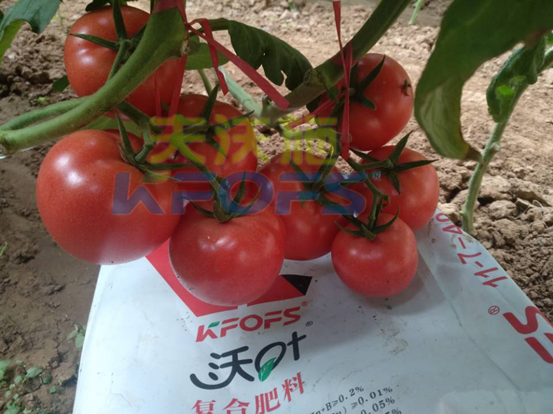 蔬菜使用水溶肥能提前上市？用對肥很重要