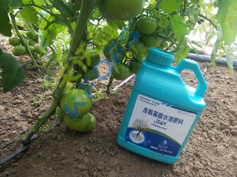 大棚蔬菜冬季用什么肥？