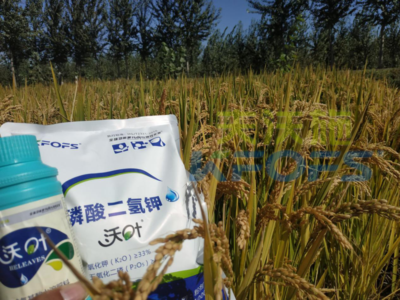 葉面肥-水稻用沃葉葉面肥、二氫鉀效果.png