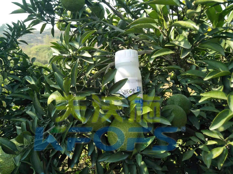 使用硼肥對植物有哪些好處？