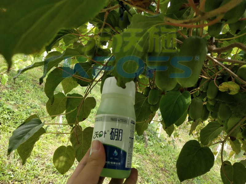 給農(nóng)作物施用硼肥需要注意什么？