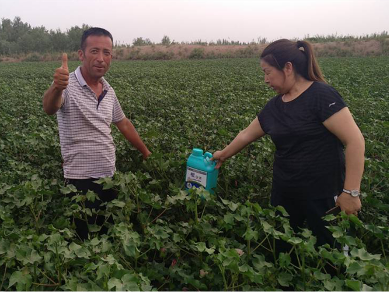 高效生根劑怎么使用？