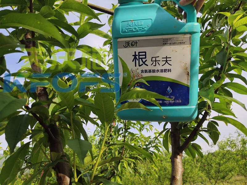 生根劑-桃樹(shù)用沃葉生根劑效果.png