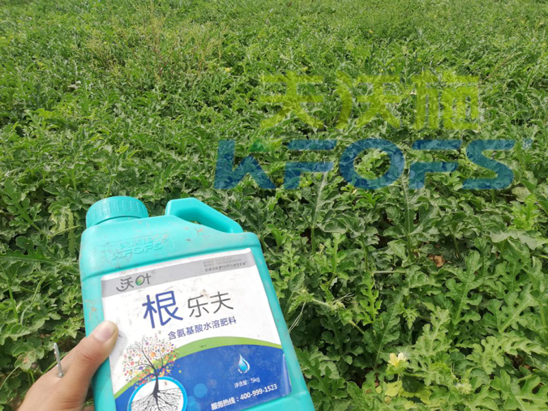 生根劑用多了燒根嗎？