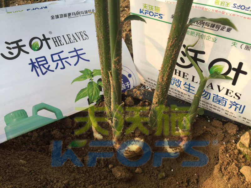 水溶肥怎么用效果好，大姜如何使用