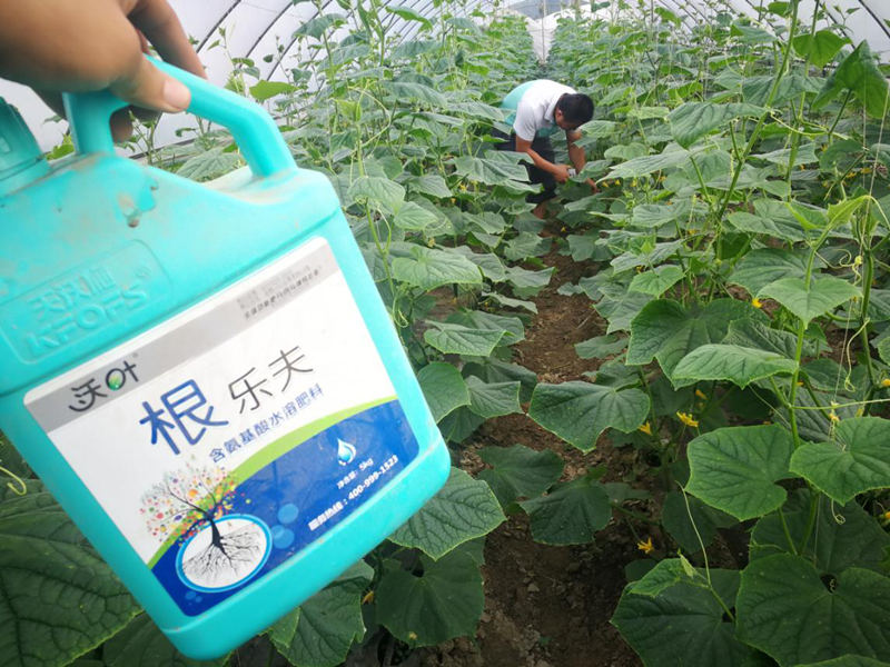 生根劑-黃瓜用沃葉根樂夫生根劑效果.png