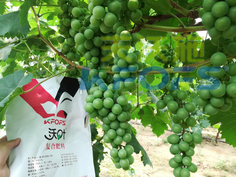 水溶肥哪個品牌好？來看看種植戶怎么說！