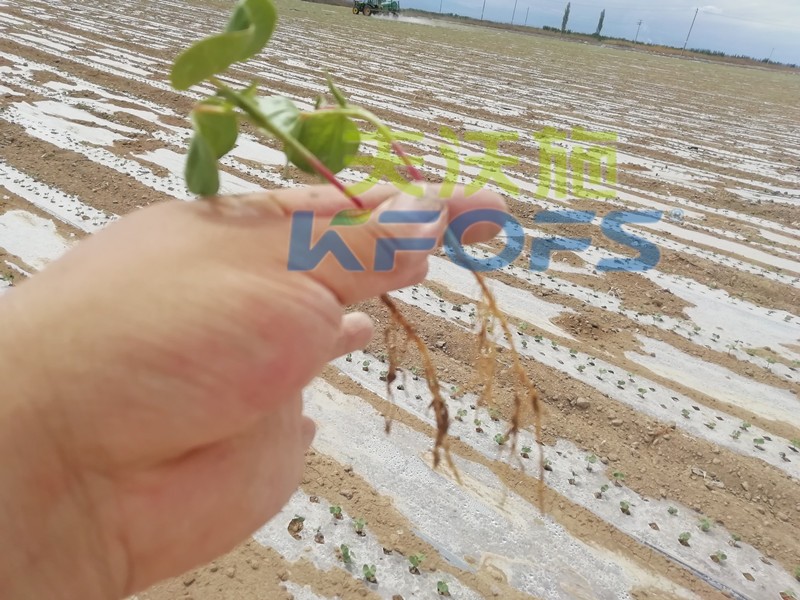 水溶肥哪個品牌好？種植戶是這樣說的