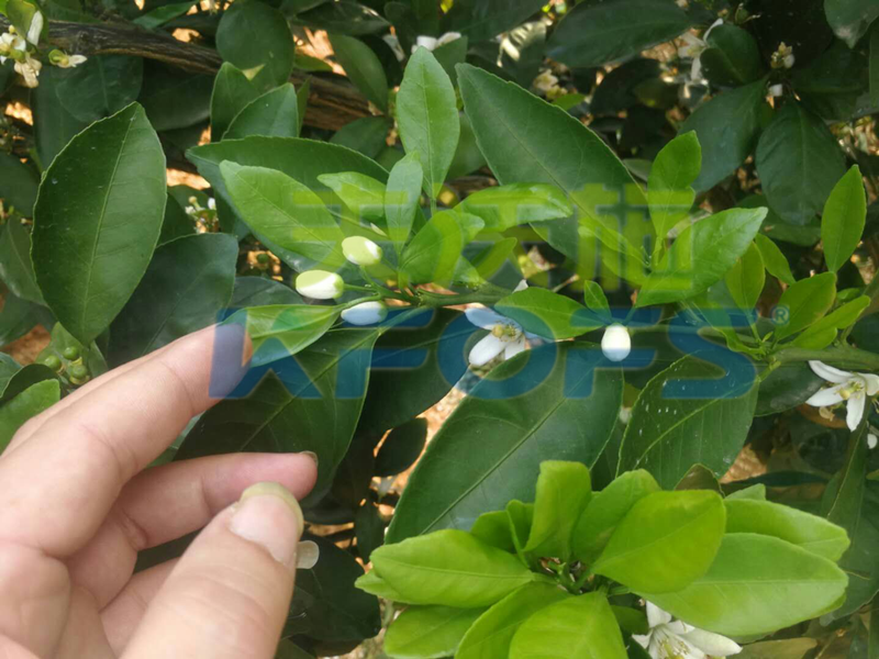 果樹保花保果葉面肥如何選擇