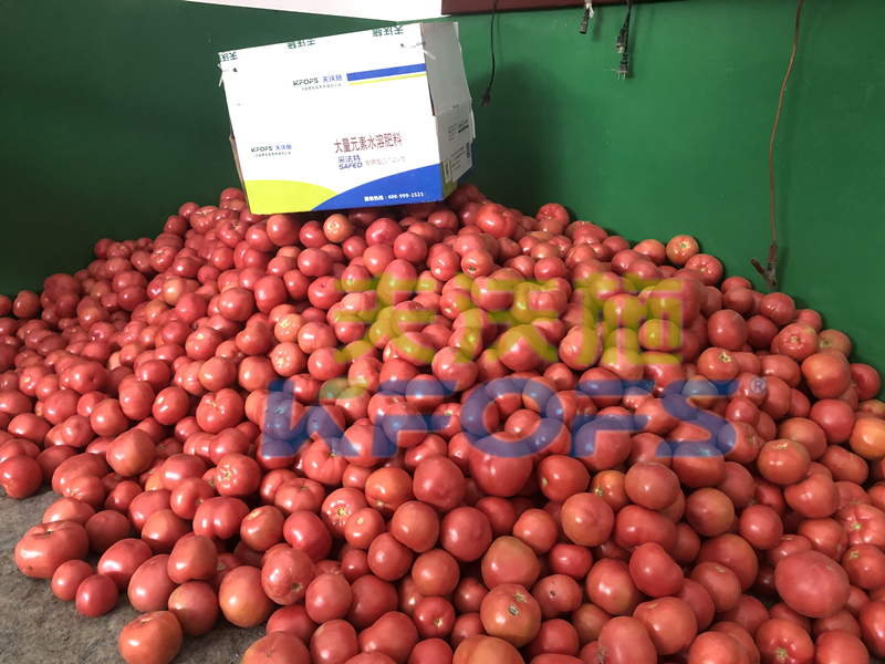 大量元素水溶肥用對(duì)了，不愁西紅柿品質(zhì)！