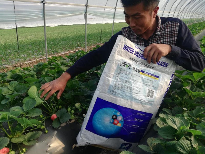 草莓用什么肥料好？沃葉水溶肥怎么樣？