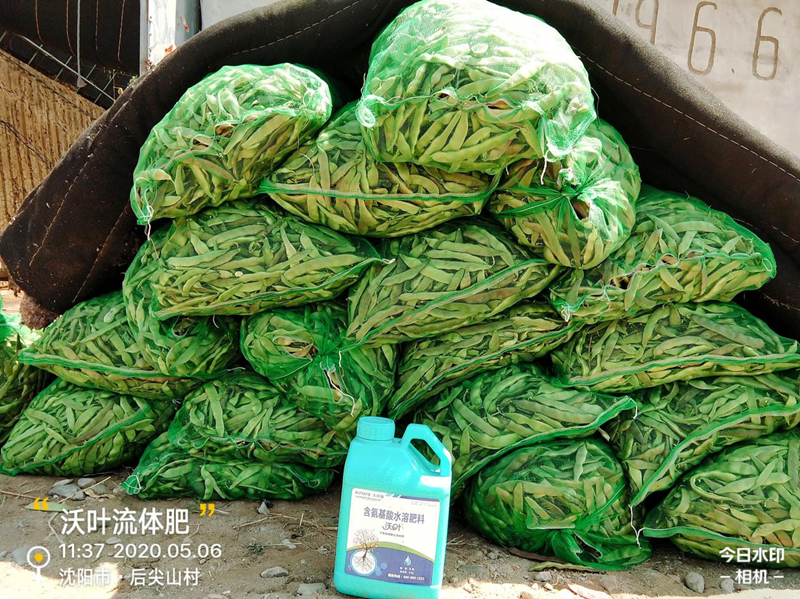 豆角用什么肥料產(chǎn)量高？想知道嗎？