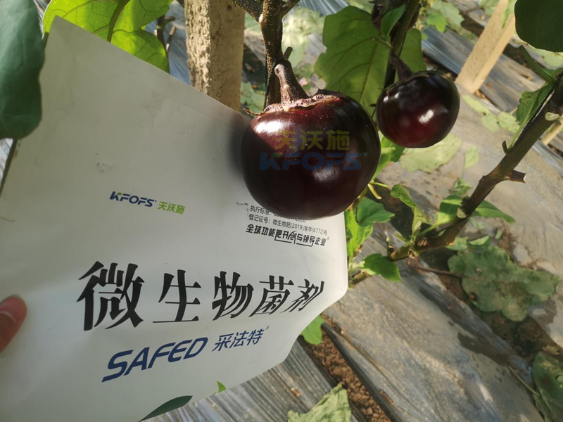 茄子用什么肥料產(chǎn)量高？來(lái)看答案！