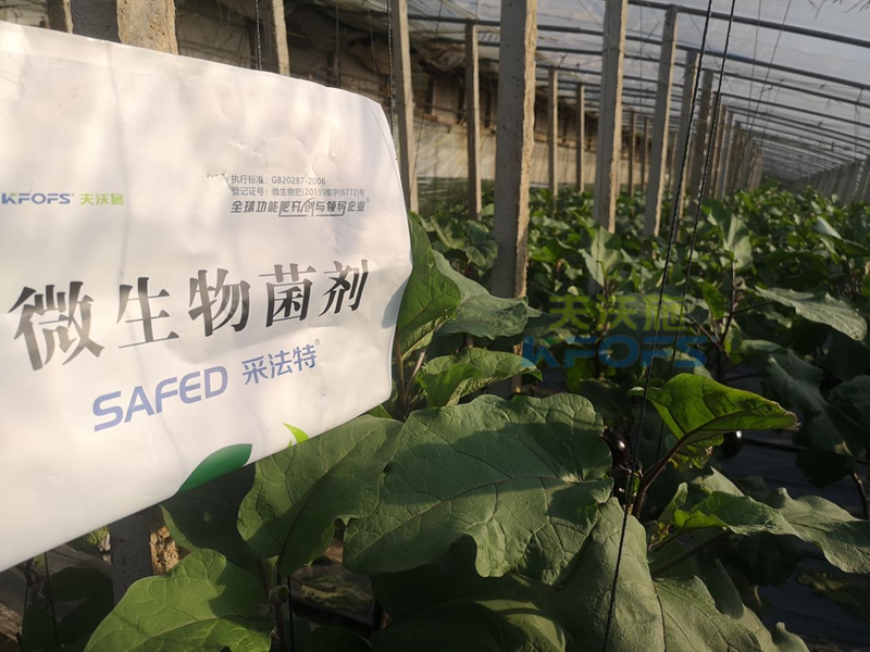 茄子用什么肥料產量高-采法特菌劑1.png