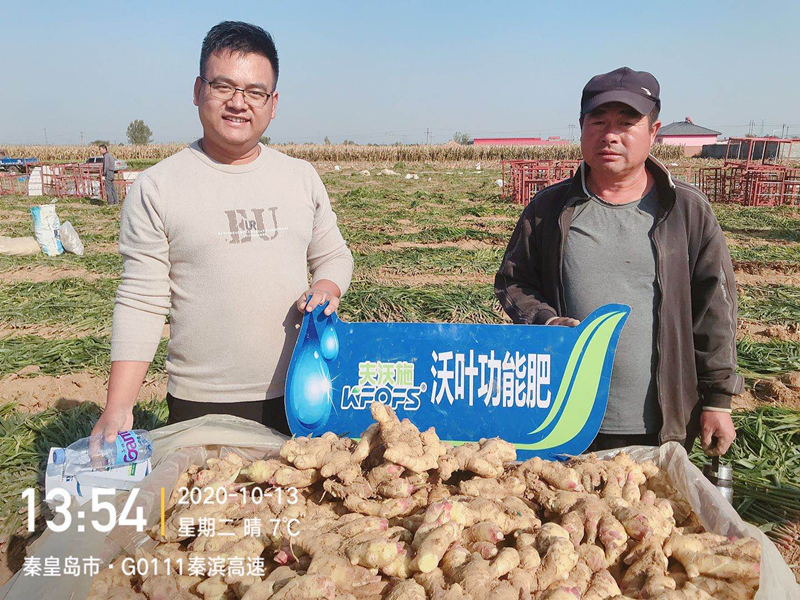 生姜用什么肥料才高產(chǎn)？純經(jīng)驗(yàn)！