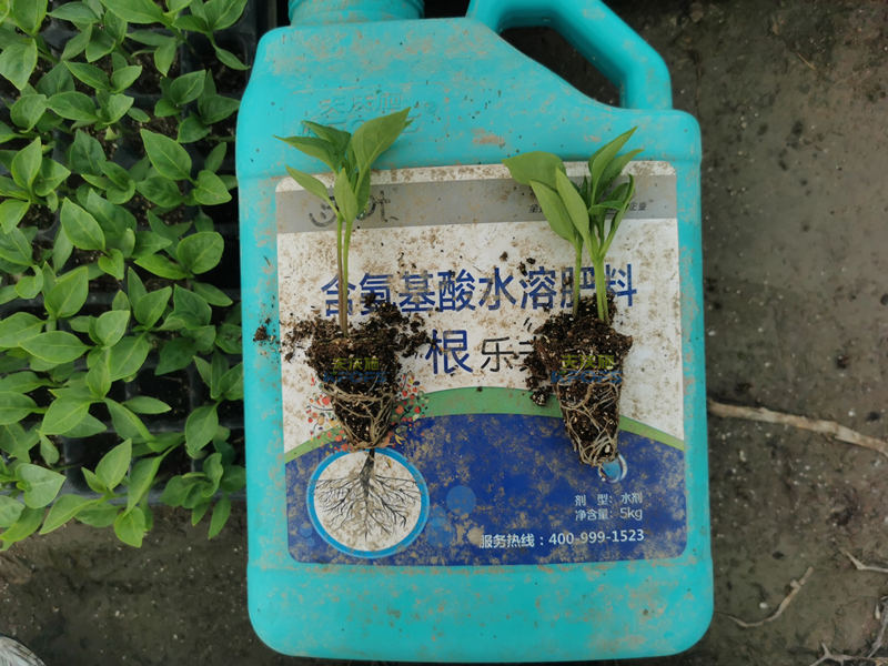 生根劑-沃葉根樂(lè)夫生根劑辣椒.png